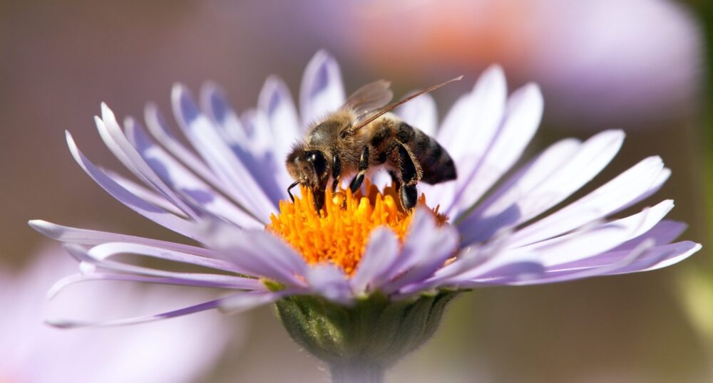 Venin d’abeille